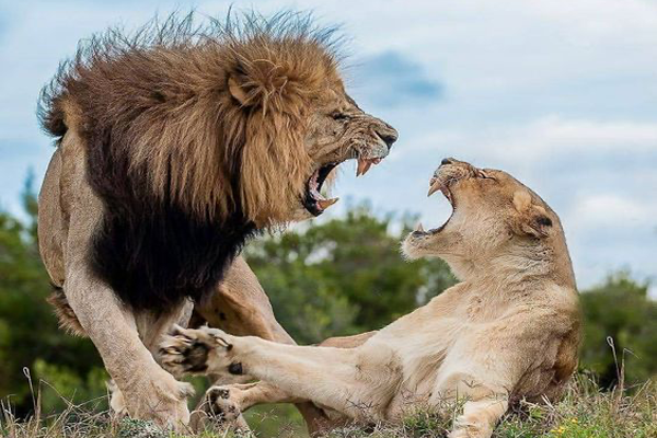 Animal Behaviour in Action