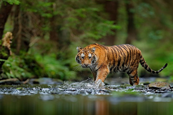 Wildlife Filmmaker of the Year