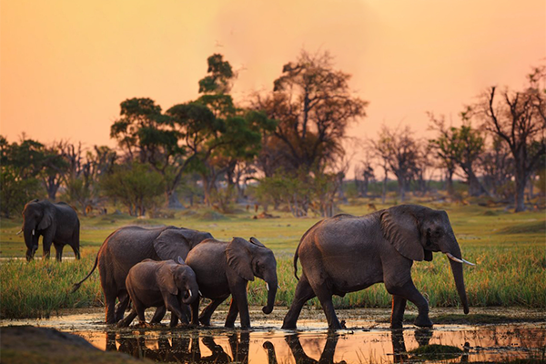 Wildlife Photo Series