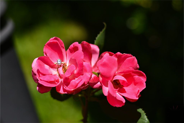 Mobile Photographer of the Year